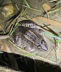 Leptodactylus