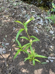 Persicaria attenuata