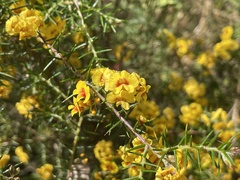 Dillwynia juniperina