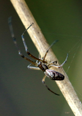 Tetragnatha nigrita