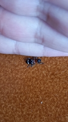 Thanasimus formicarius
