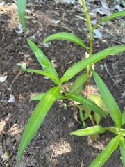 Persicaria attenuata