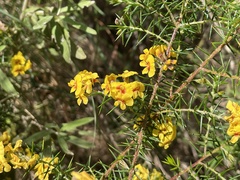 Dillwynia juniperina
