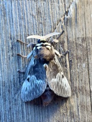 Megalopyge albicollis
