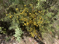 Dillwynia juniperina