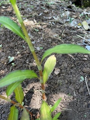 Persicaria attenuata