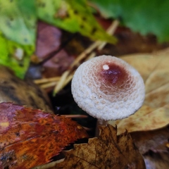Lepiota