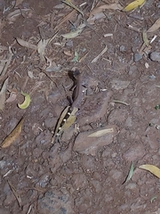 Carphodactylus laevis