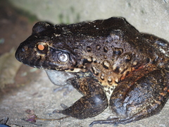 Leptodactylus