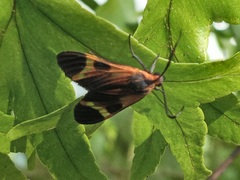 Dycladia