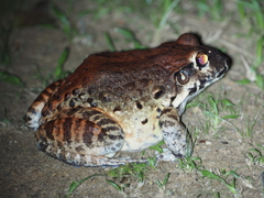 Leptodactylus