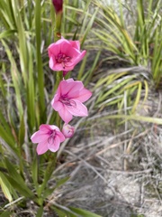 Watsonia borbonica
