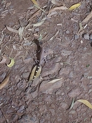 Carphodactylus laevis