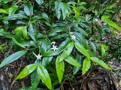 Atractocarpus chartaceus