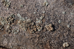 Rhizoplaca chrysoleuca