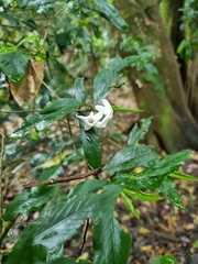 Atractocarpus chartaceus