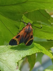 Dycladia