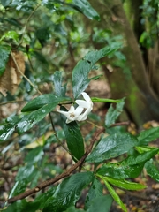 Atractocarpus chartaceus