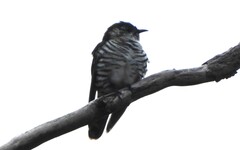 Chrysococcyx lucidus