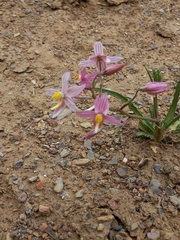Cyanella lutea rosea