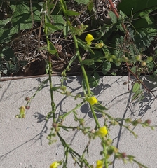 Linaria genistifolia