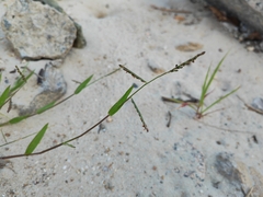 Eriochloa procera