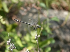 Ictinogomphus rapax
