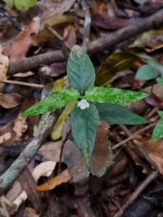 Isoglossa eranthemoides
