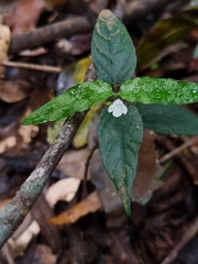 Isoglossa eranthemoides