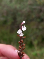 Holothrix parviflora