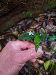 Isoglossa eranthemoides