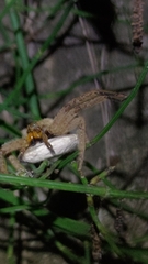 Heteropoda pingtungensis