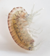 Hyalella