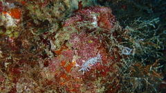 Flabellina llerae
