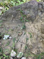 Ottochloa gracillima