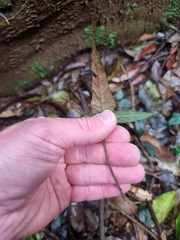 Isoglossa eranthemoides