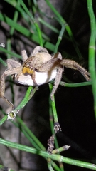 Heteropoda pingtungensis