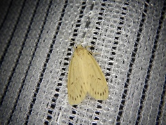 Miltochrista calamina