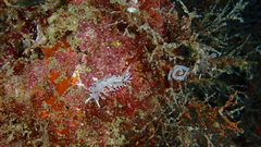 Flabellina llerae