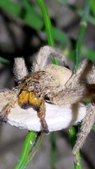 Heteropoda pingtungensis