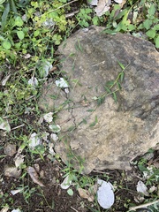 Ottochloa gracillima