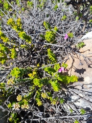 Indigofera candolleana