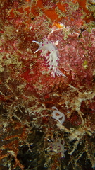 Flabellina llerae