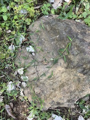 Ottochloa gracillima