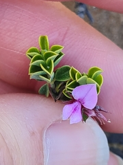Indigofera candolleana
