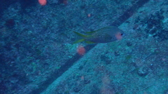 Chromis lubbocki