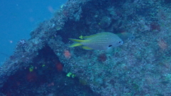 Chromis lubbocki