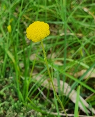 Craspedia variabilis