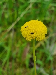 Craspedia variabilis