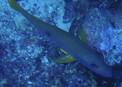 Lutjanus monostigma